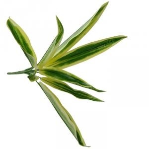 용설란(소)-10개(포인트용)