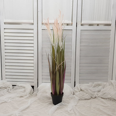 갈대그라스포트 90Cm