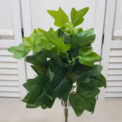 아이비부쉬(대)