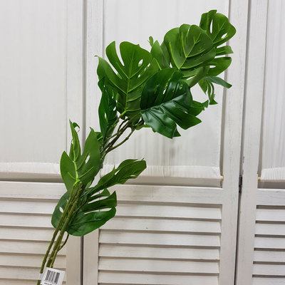 몬스가지(114Cm)