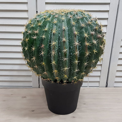 금호선인장-대