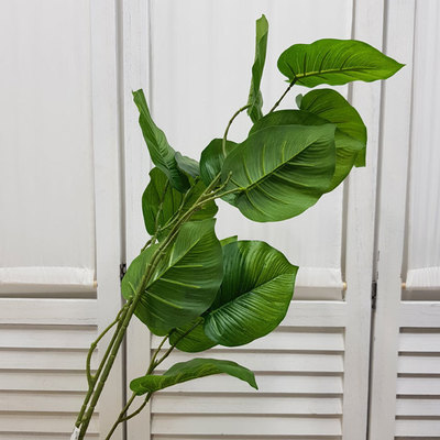 필로가지(114Cm)